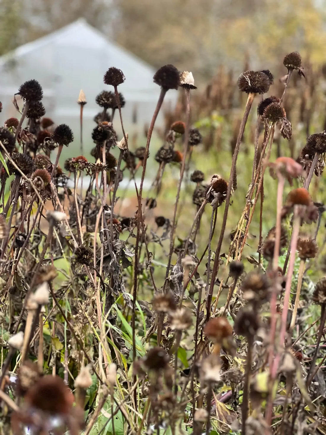Types of Seed Stratification – Preparing Seeds for Germination - therapyofflowers.com