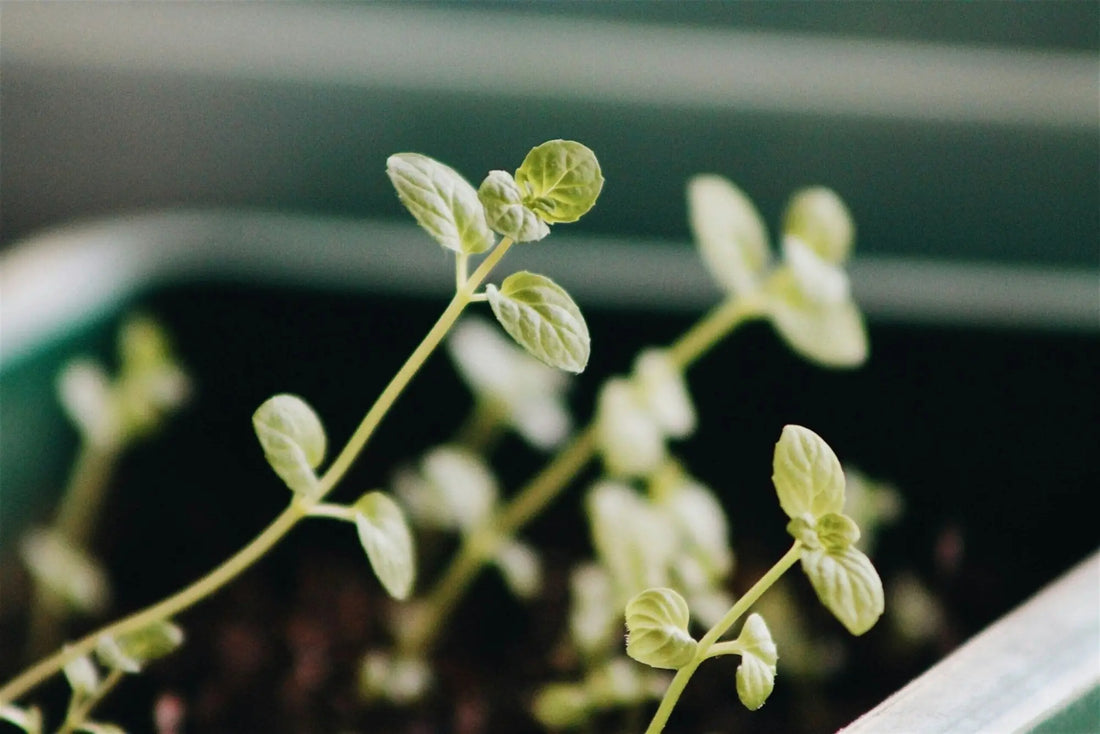 Understanding Seed Germination Rates - therapyofflowers.com