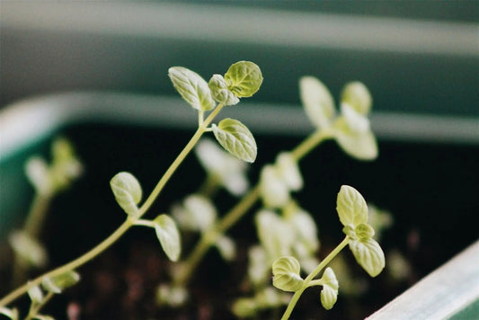 Understanding Seed Germination Rates - therapyofflowers.com