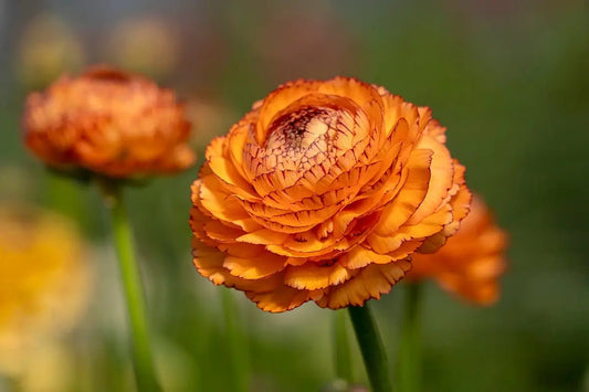 Unlock the Beauty of Cut Flowers: A Beginner's Guide to Growing from Seeds - therapyofflowers.com