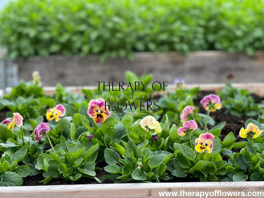 How to Grow Pansies and Violas from Seed for Cut Flower Arrangements