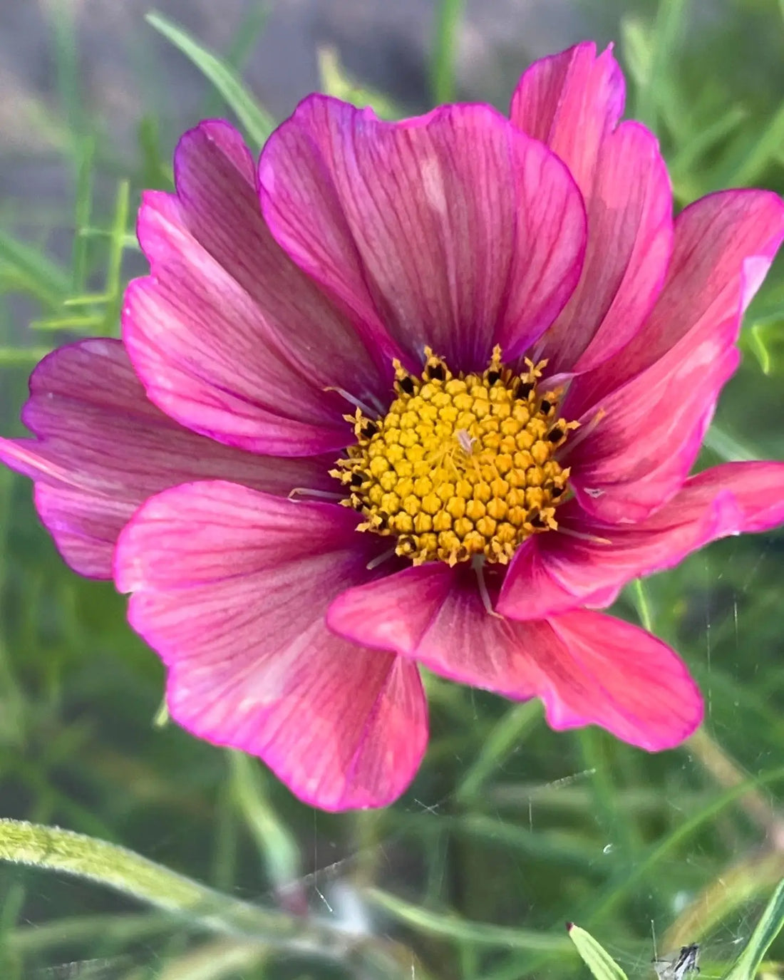 Ziedi ir unikāli, ar savu krāsu, tekstūru - therapyofflowers.com