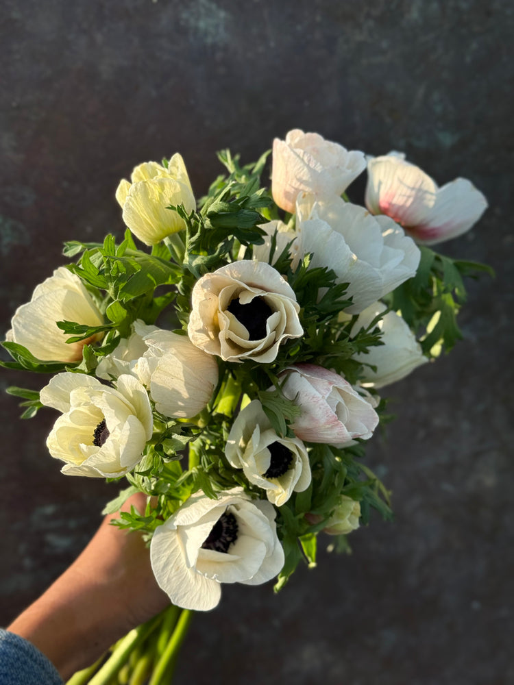 Italian Anemones Mistral Plus® | Anemone coronaria
