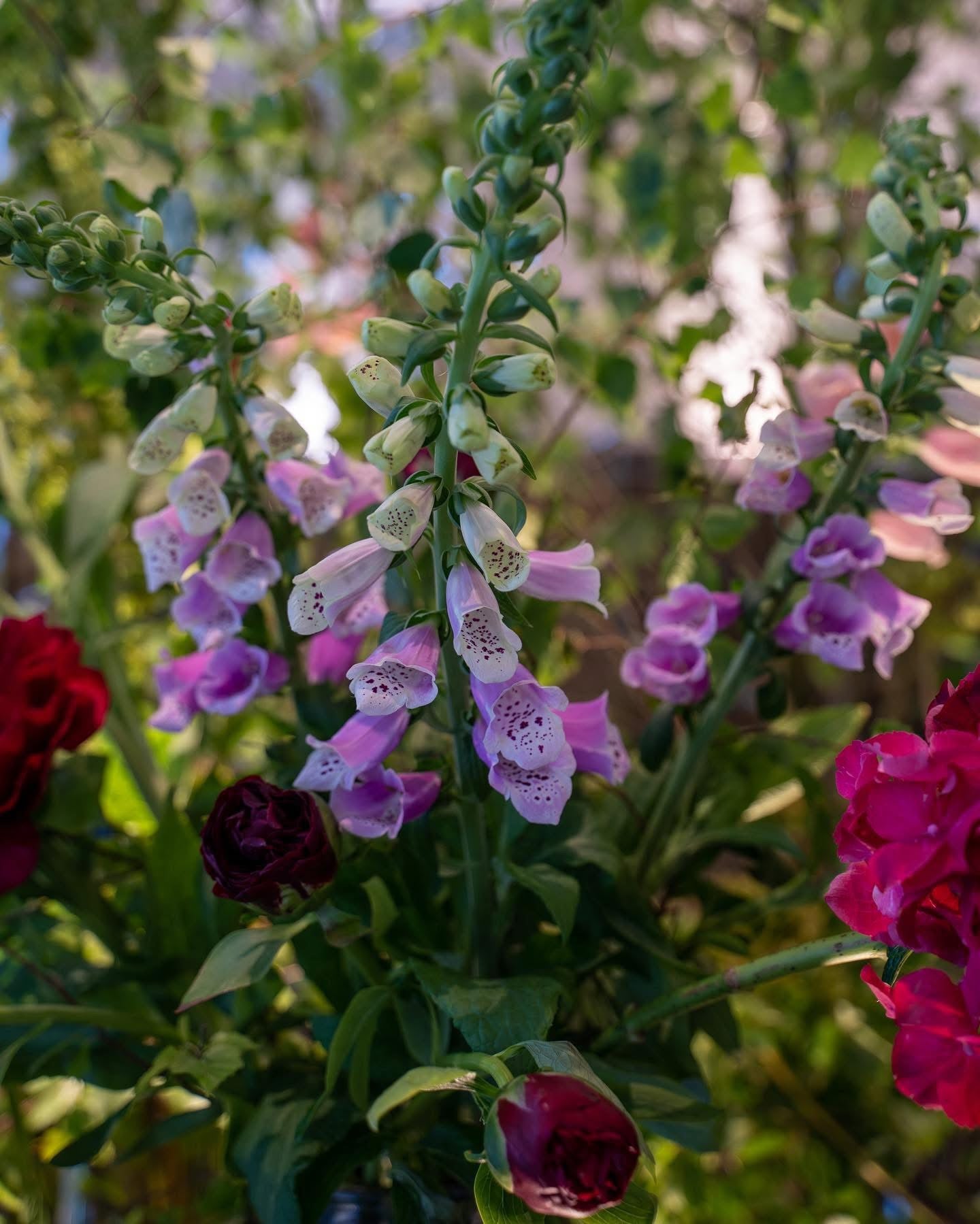 Digitalis purpurea | Foxglove seeds