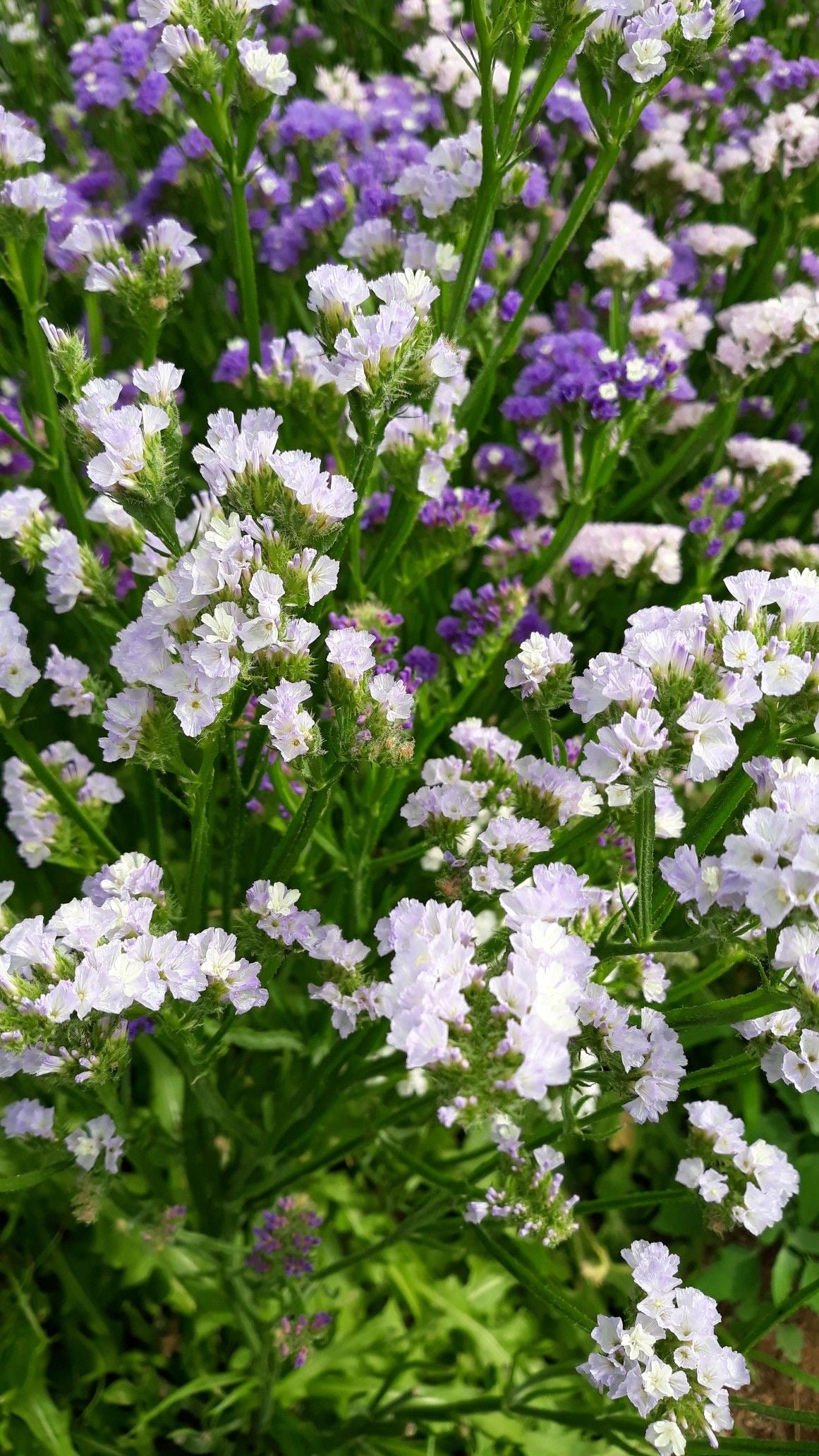 Limonium sinuatum QIS® - therapyofflowers.com