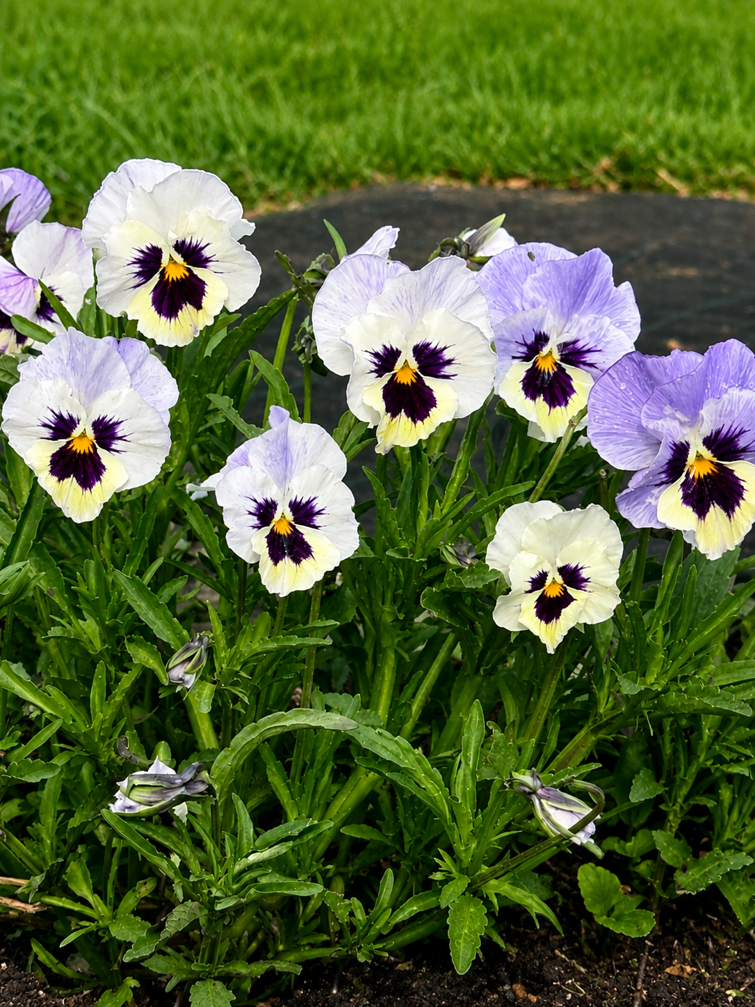 Italian Pansy | Viola x wittrockiana
