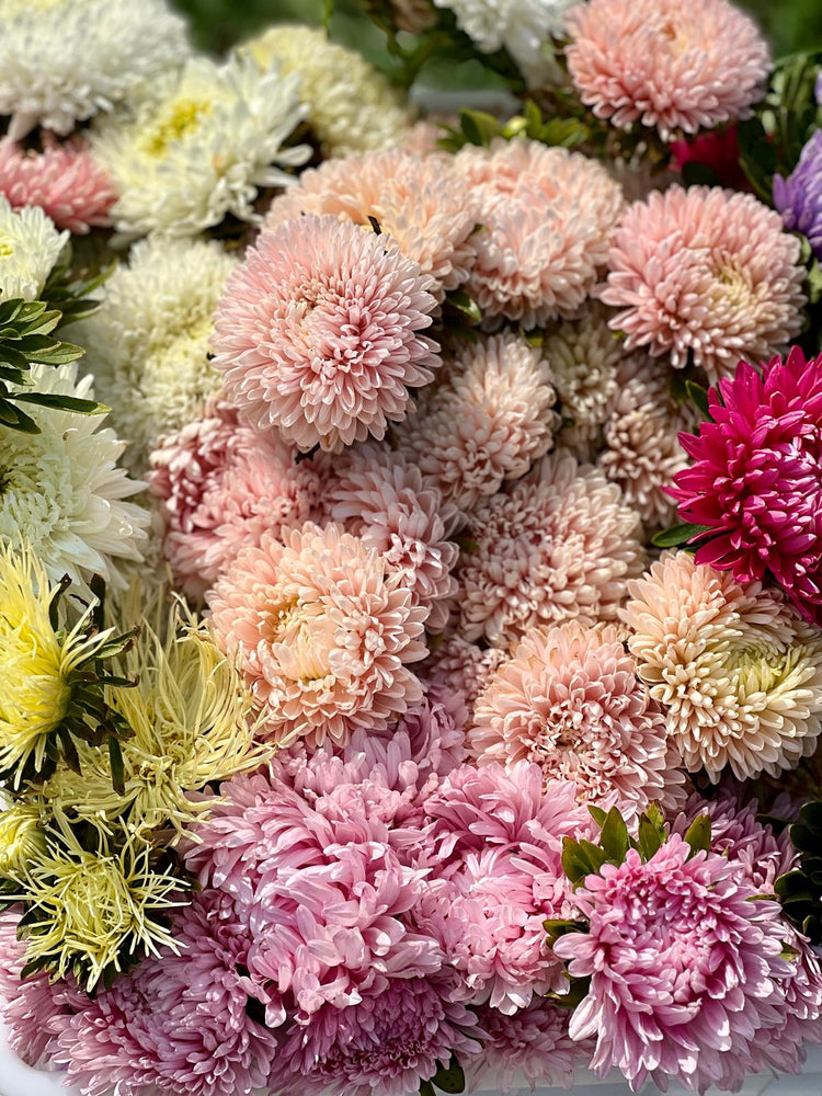 Appleblossom-Colored Flowers | Soft & Elegant Flower Seeds