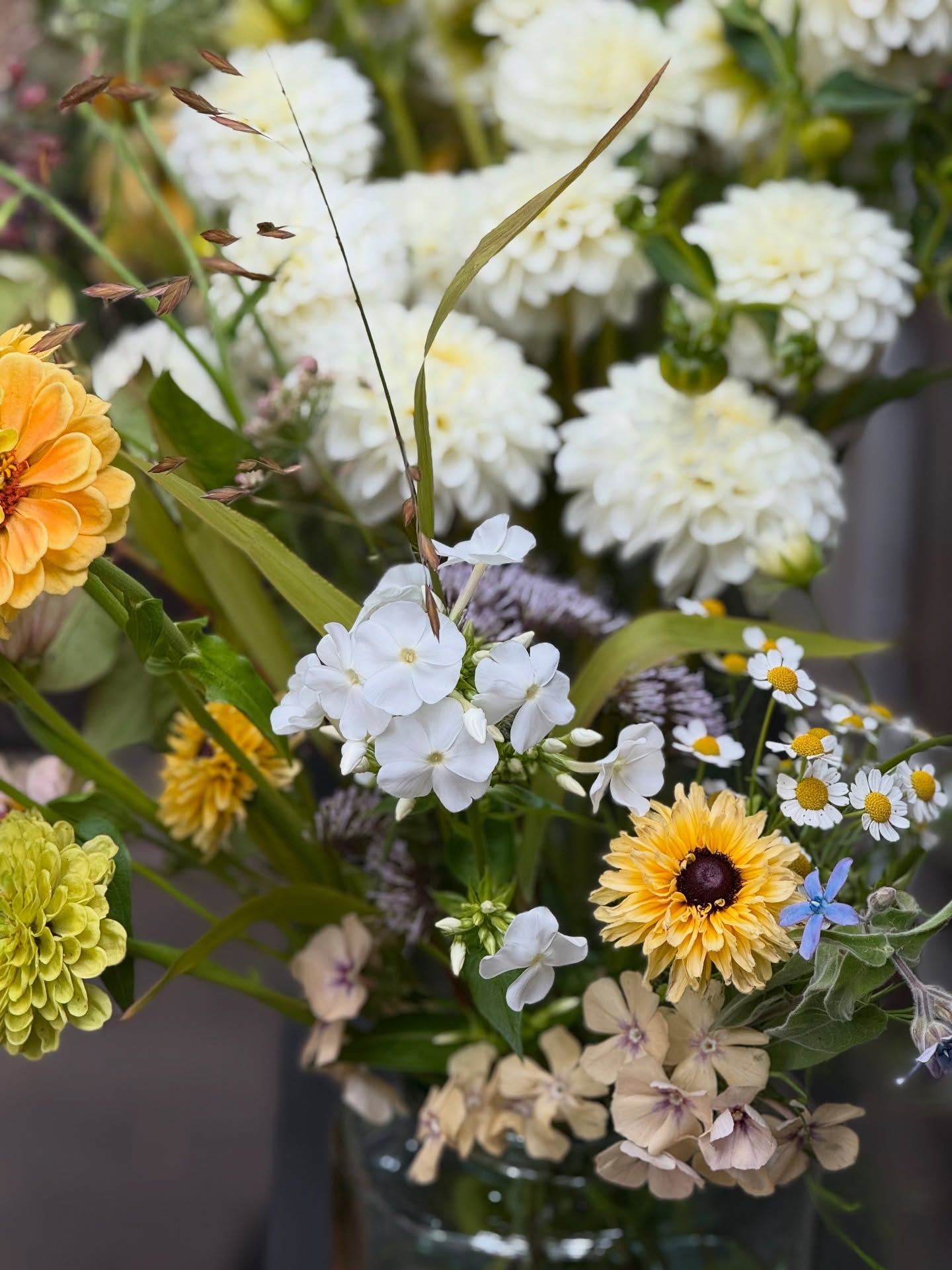 White-Colored Flowers | Elegant White Flower Seeds for Your Garden