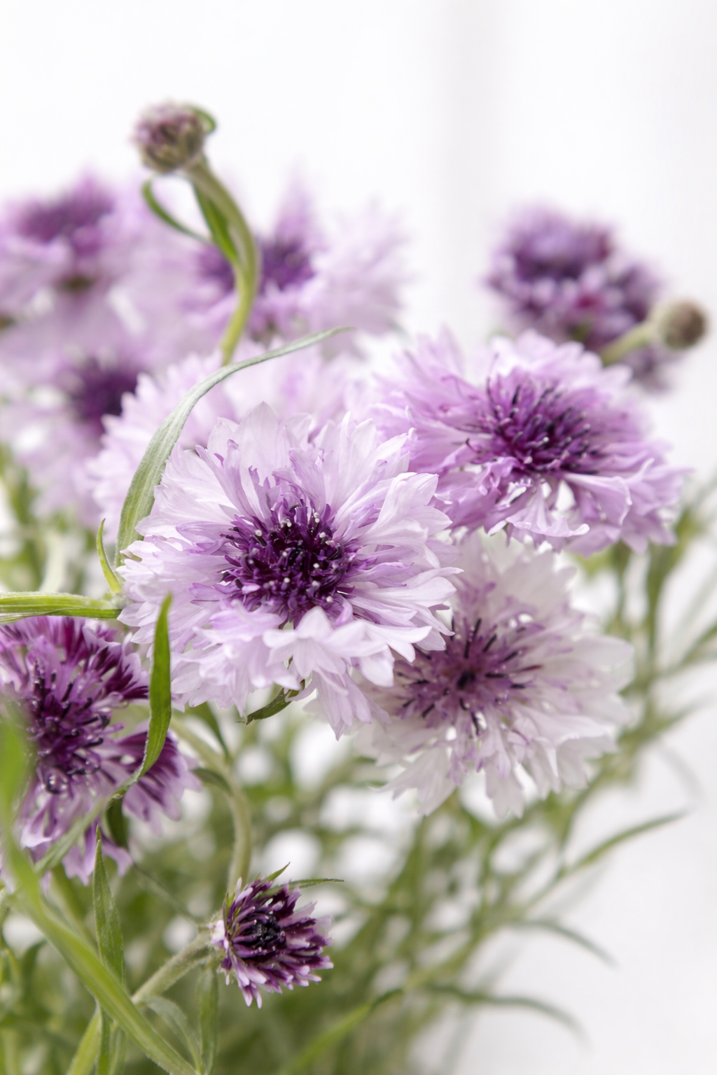 Centaurea cyanus | Cornflower Seed Mixtures