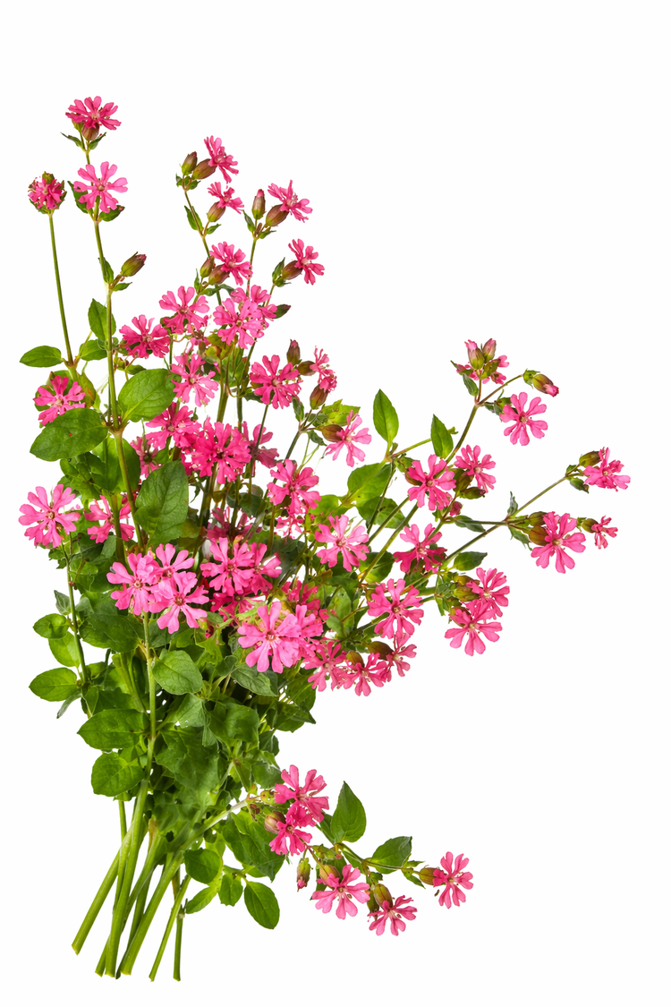 Silene pendula Sibella Series | Nodding Catchfly