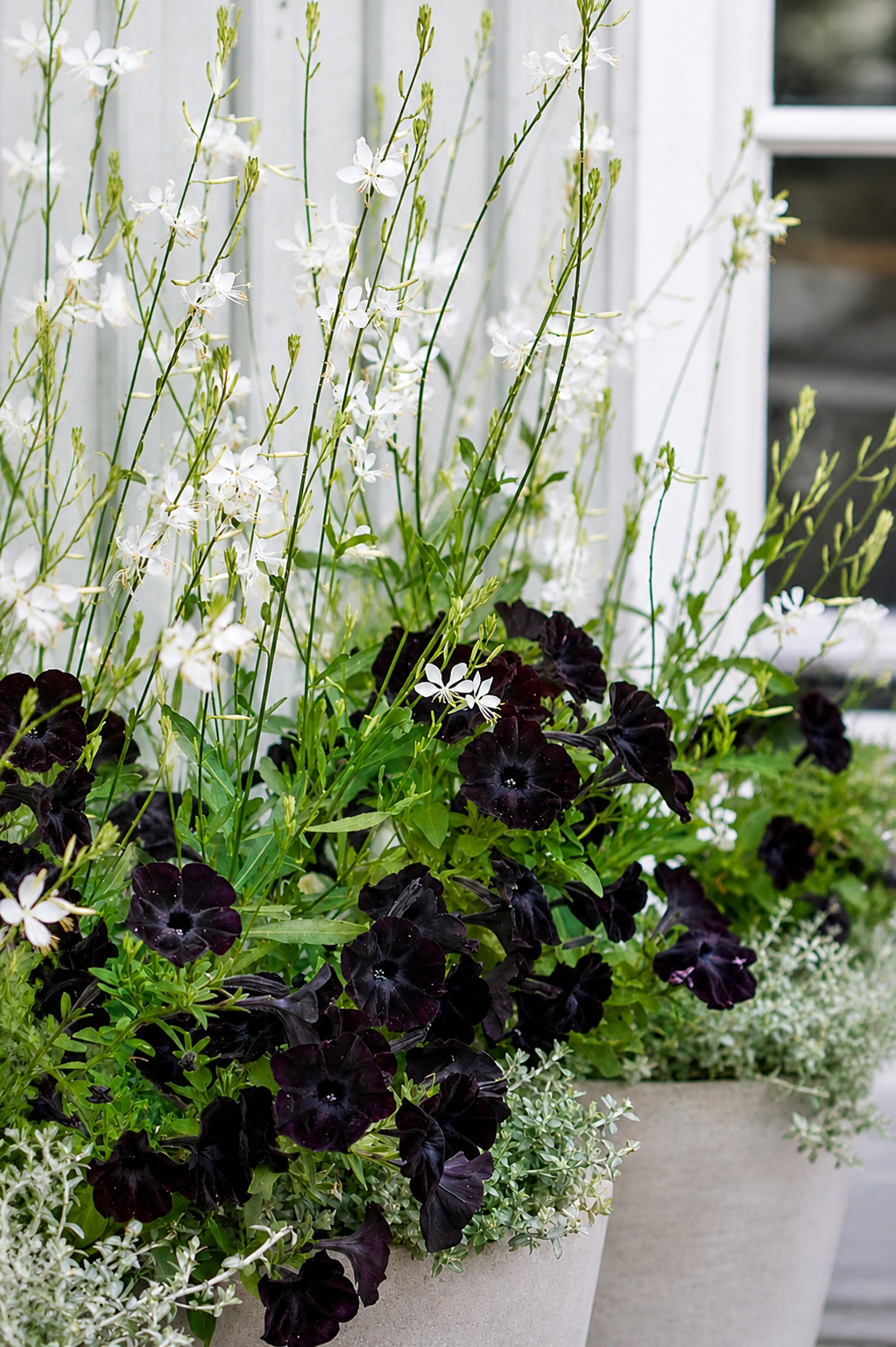 Pot flowers | Container Plants seeds - therapyofflowers.com