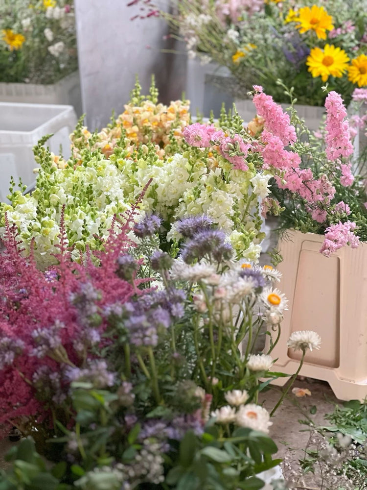New for 2025 - Flower Seeds Collection