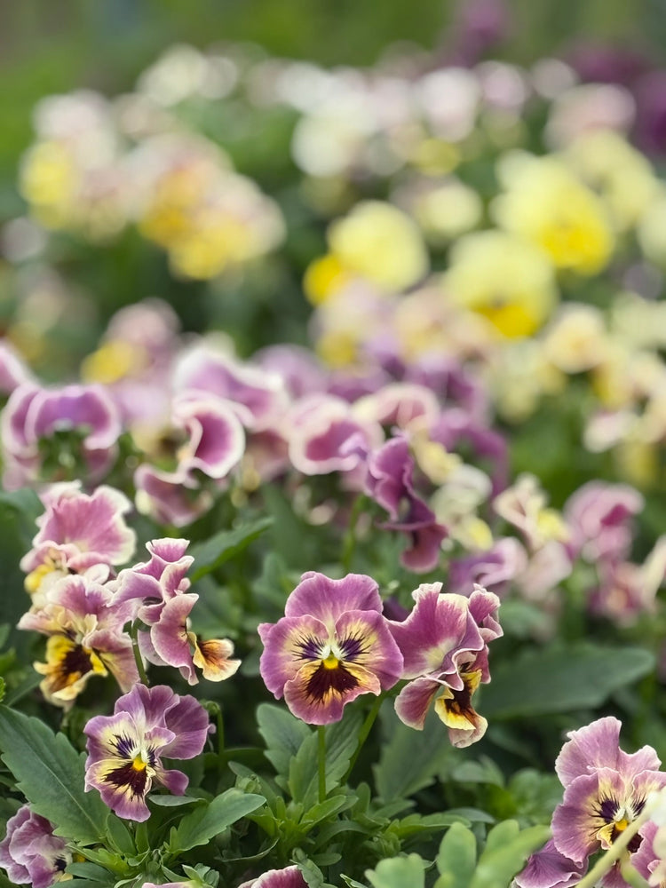 Italian Pansy | Viola x wittrockiana F1