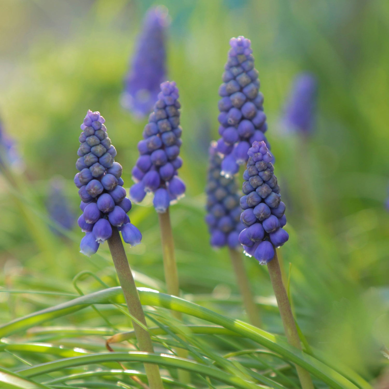 Muscari Bulbs | Spring Flowering Bulbs 2026