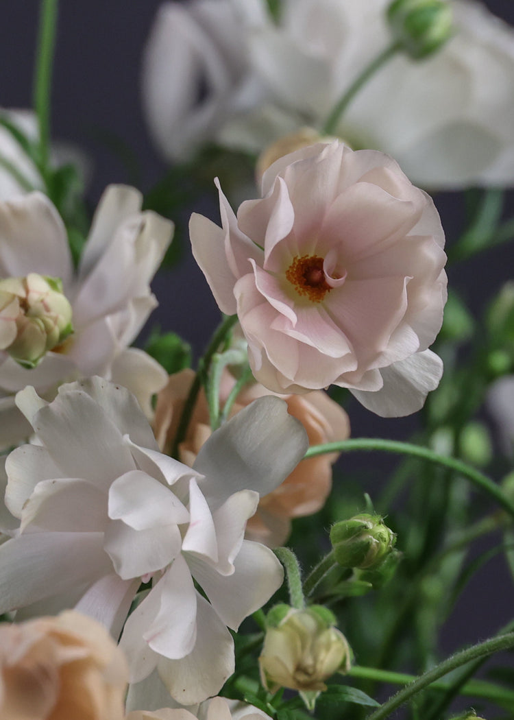 Italian & French Ranunculus Corm Collection