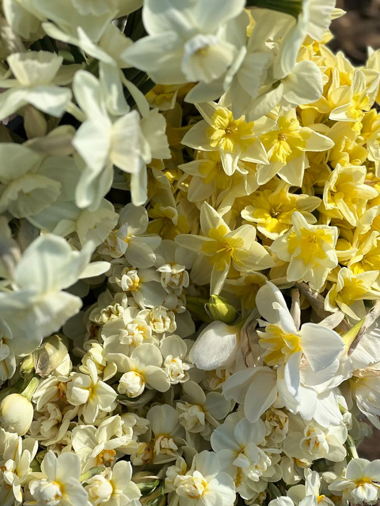 Narcissus | Spring Flowering Bulbs 2026