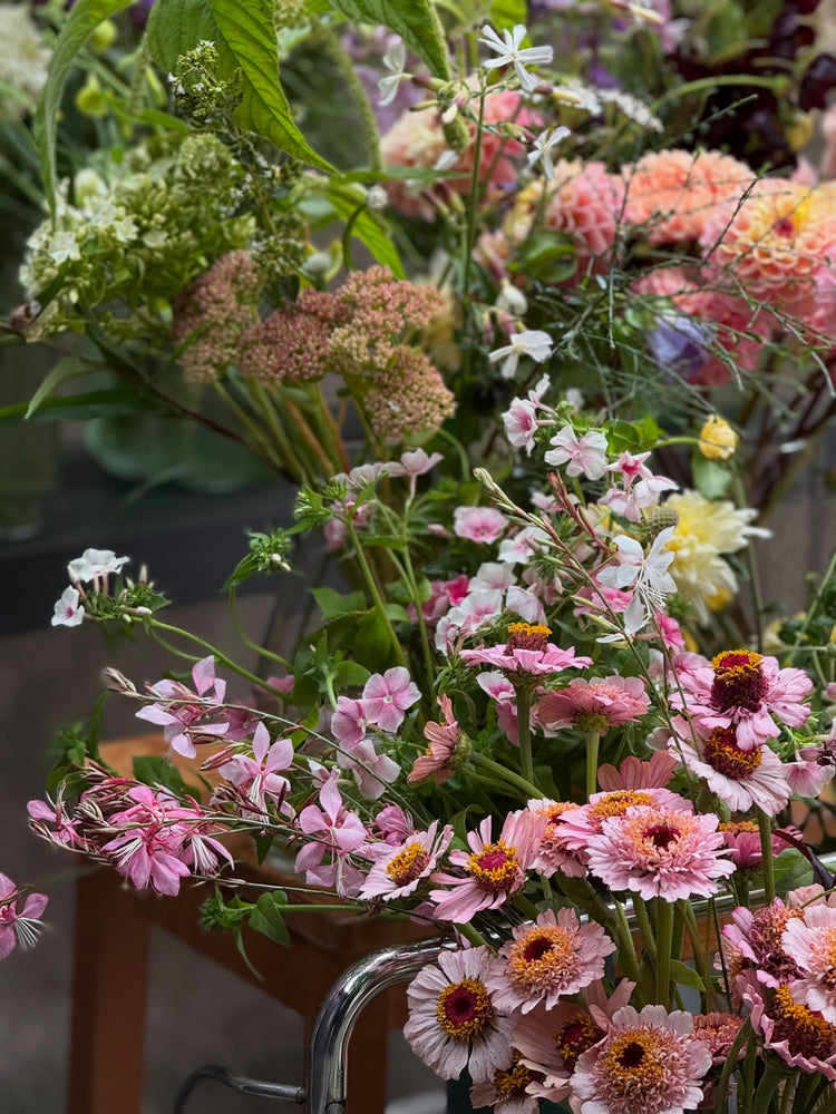 Pink-Colored Flowers | Beautiful Pink Flower Seeds for Your Garden