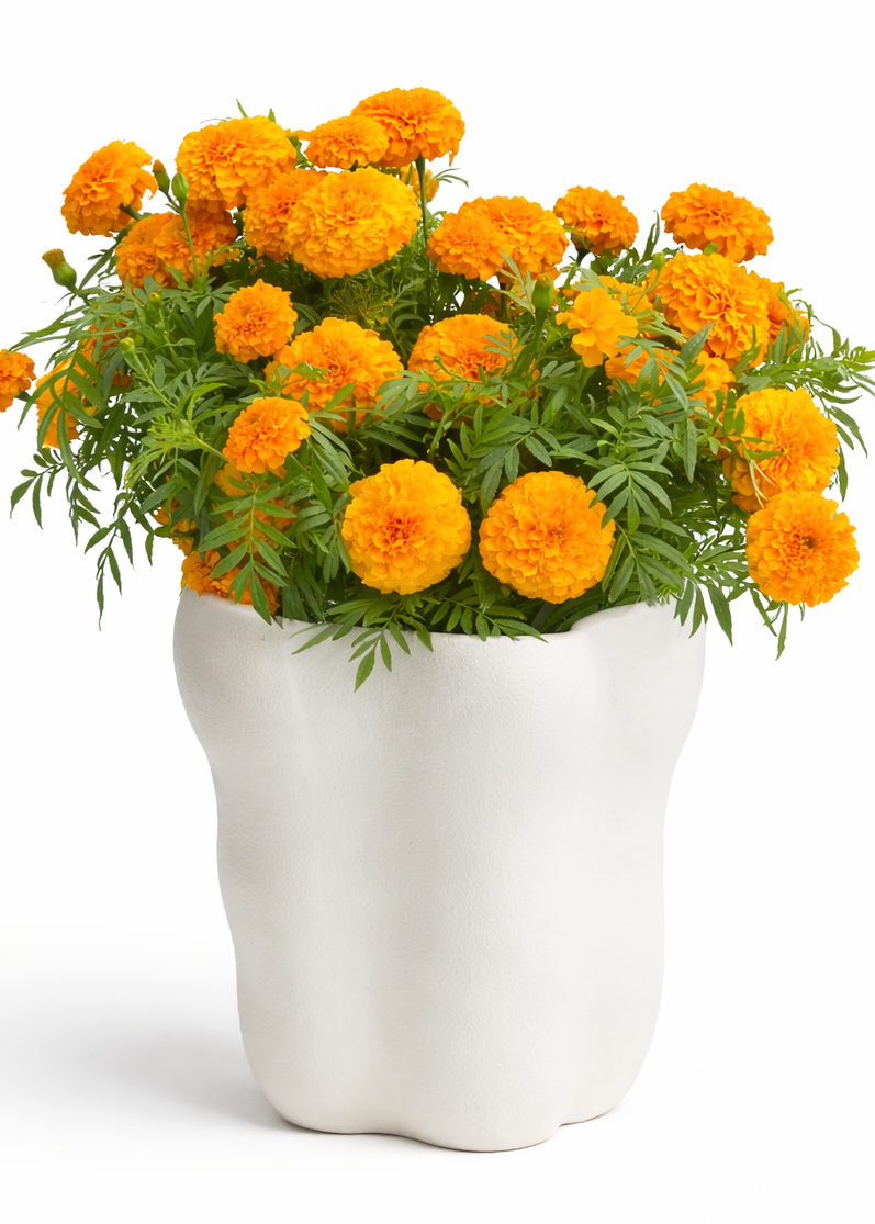 Tagetes erecta Coco™ | African Marigold – Cut Flower Series