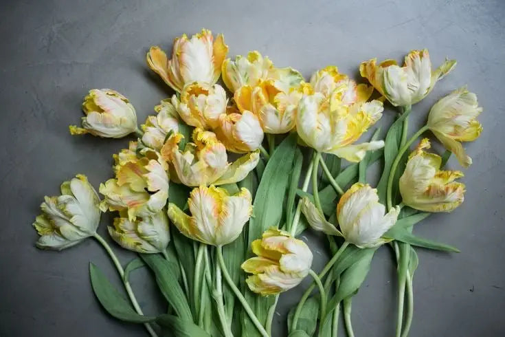 All Spring Bulbs - therapyofflowers.com