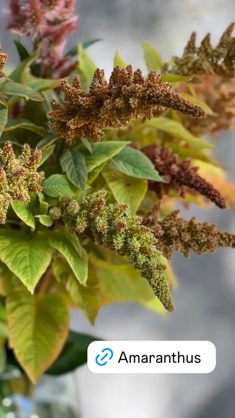 Amaranth | Amaranthus