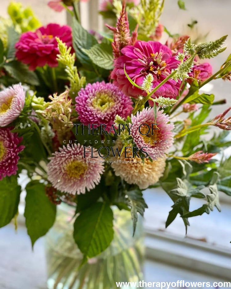 China Aster Harlekin | Callistephus chinensis