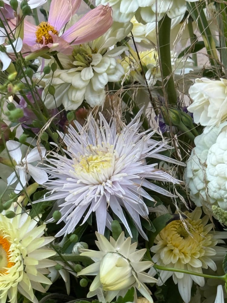 China Aster Sea Starlet | Callistephus chinensis