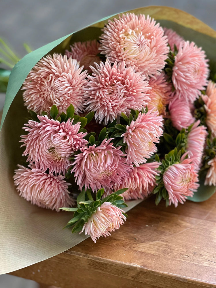 China Aster | Callistephus chinensis