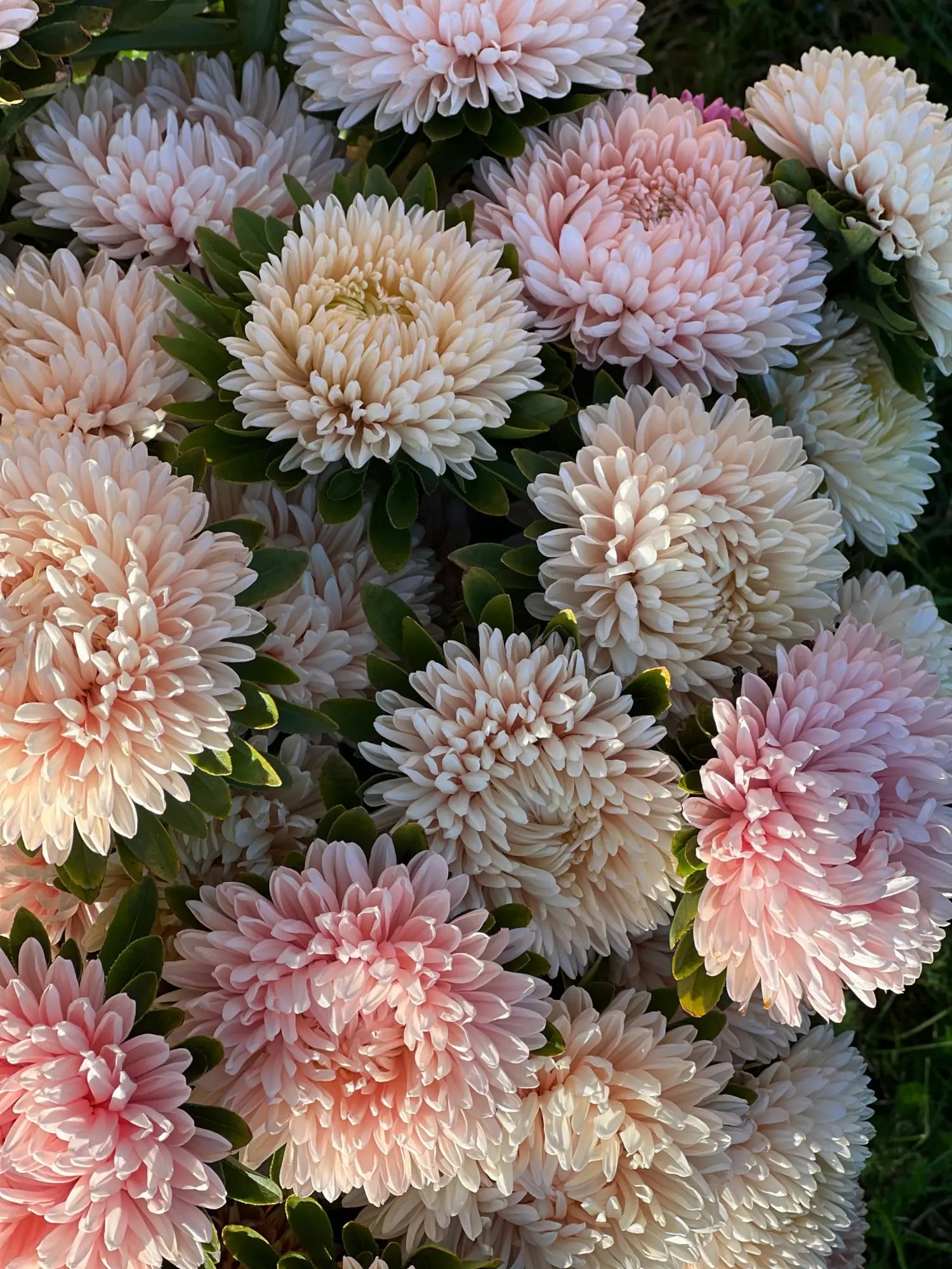 China Aster Lady Coral 
