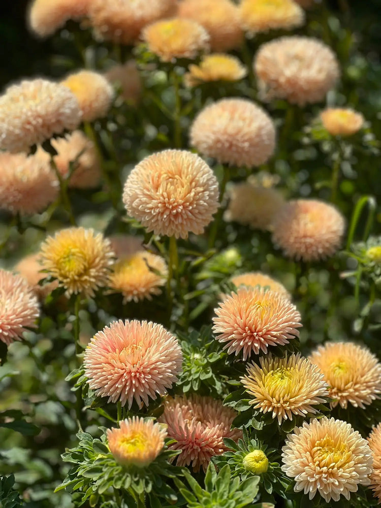 China Aster Syringa Asteres Syringa