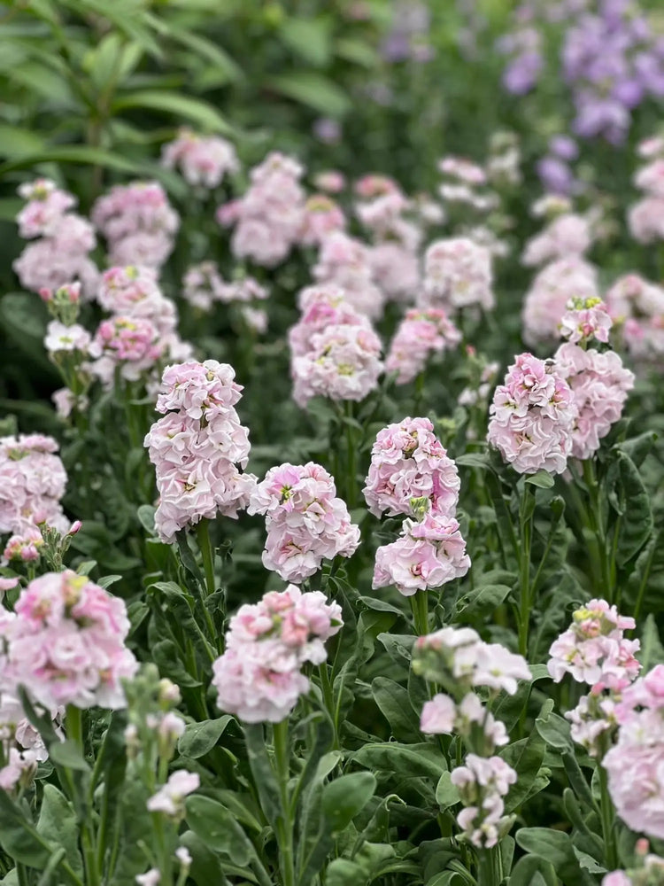 Cool Flowers | Hardy Annuals – Seed Collection - therapyofflowers.com