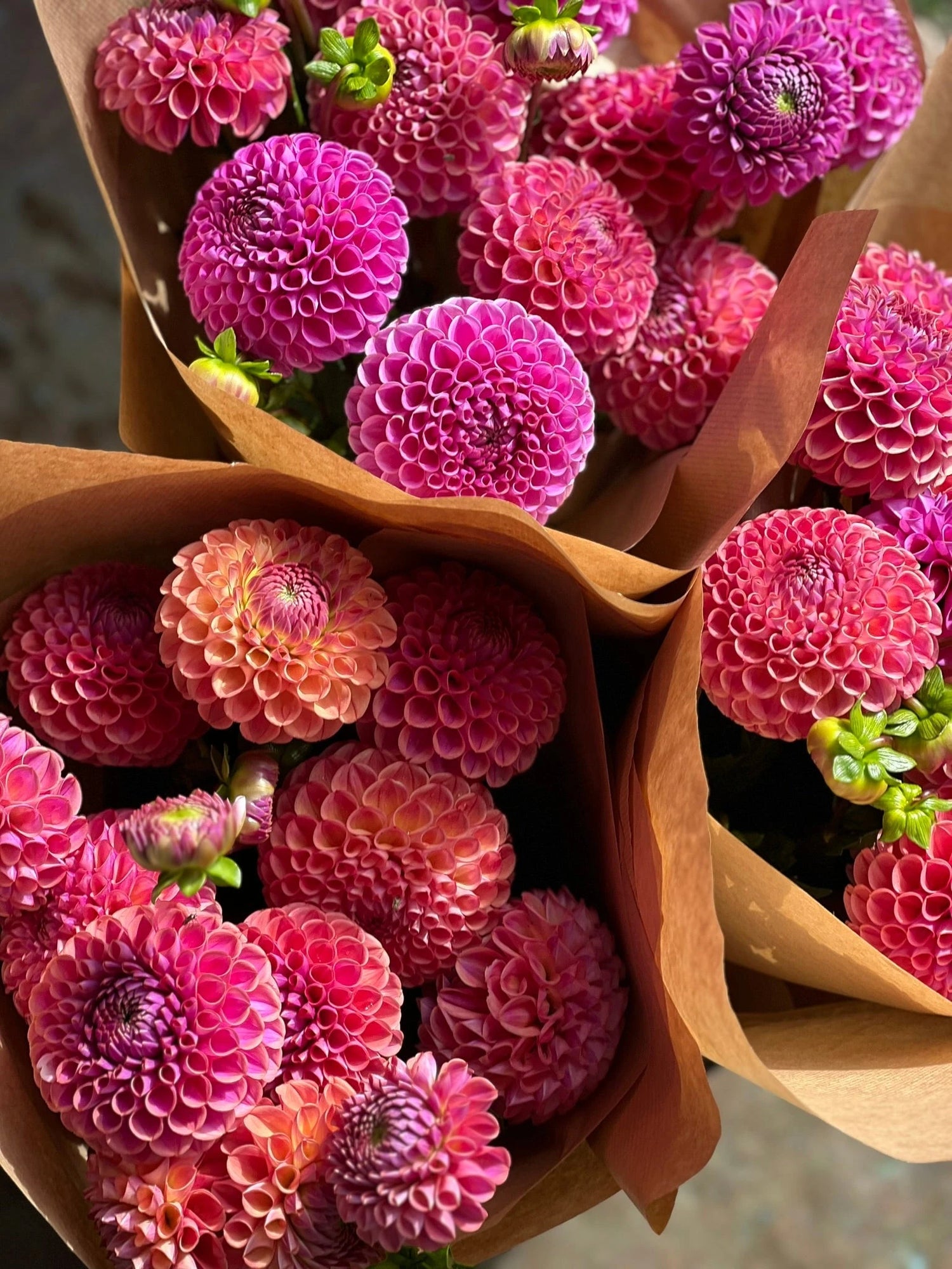 Dahlias