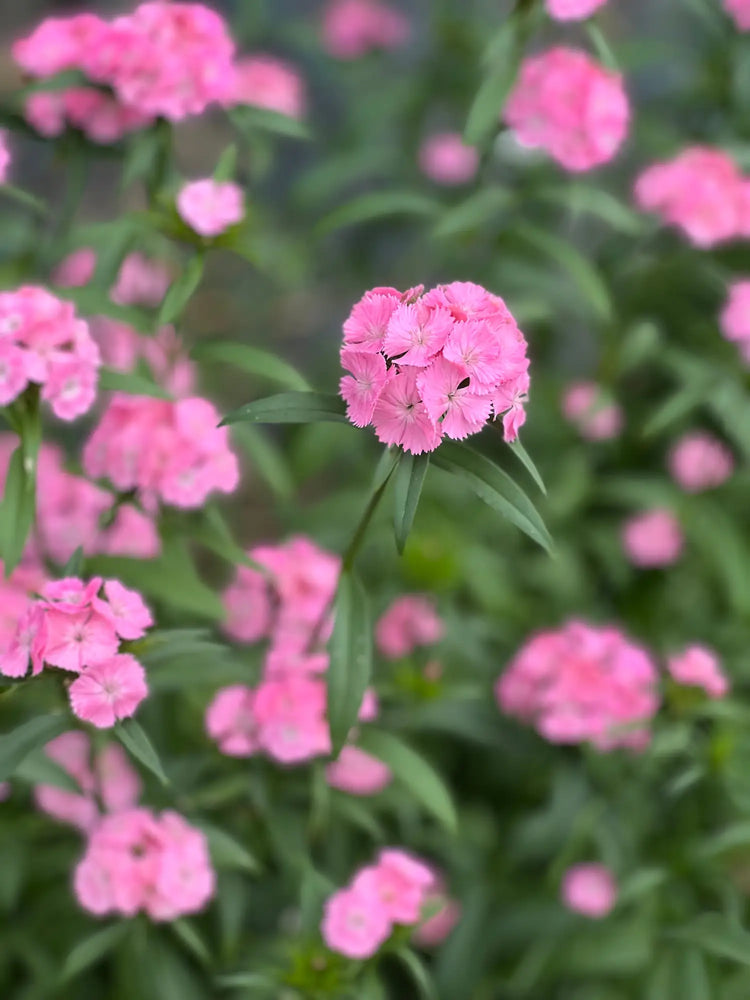 Dianthus barbatus Sweet™ | Sweet William