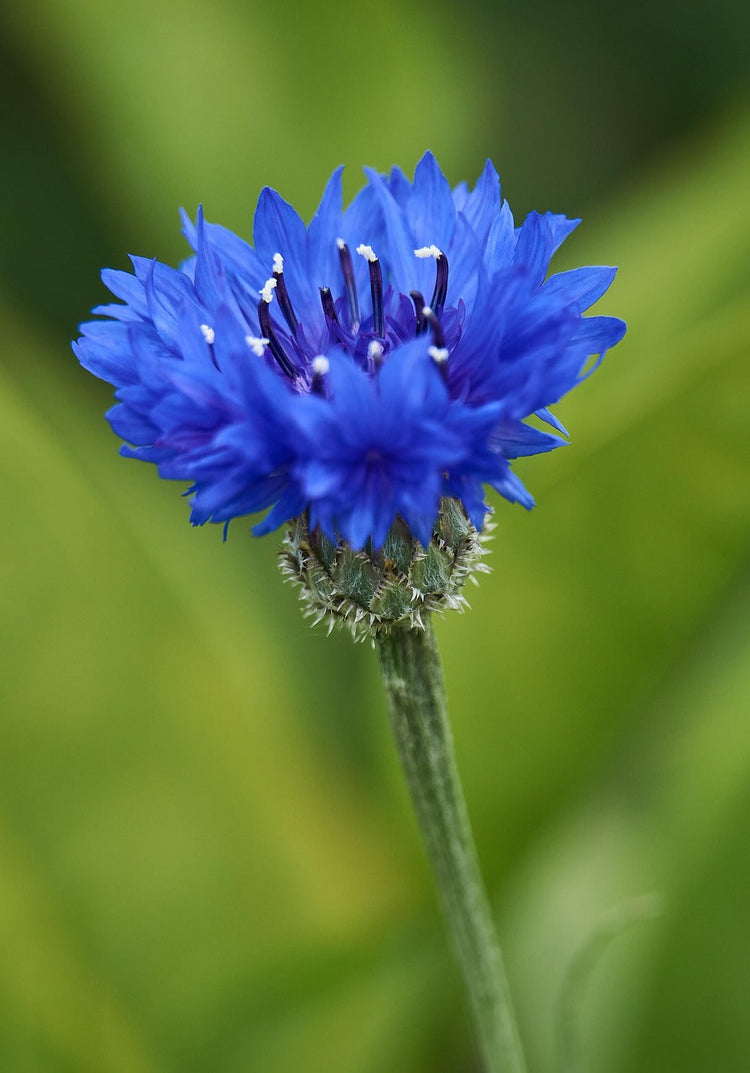 Centaurea cyanus | Cornflower Seed Mixtures
