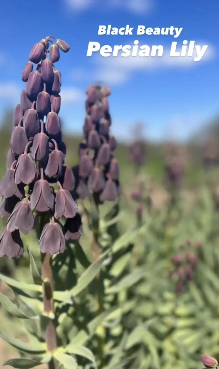 Fritillaria’s
