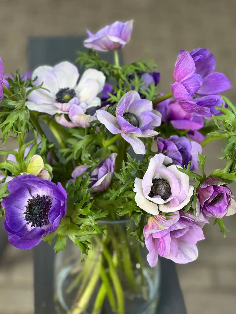 Italian Anemones Mistral Plus