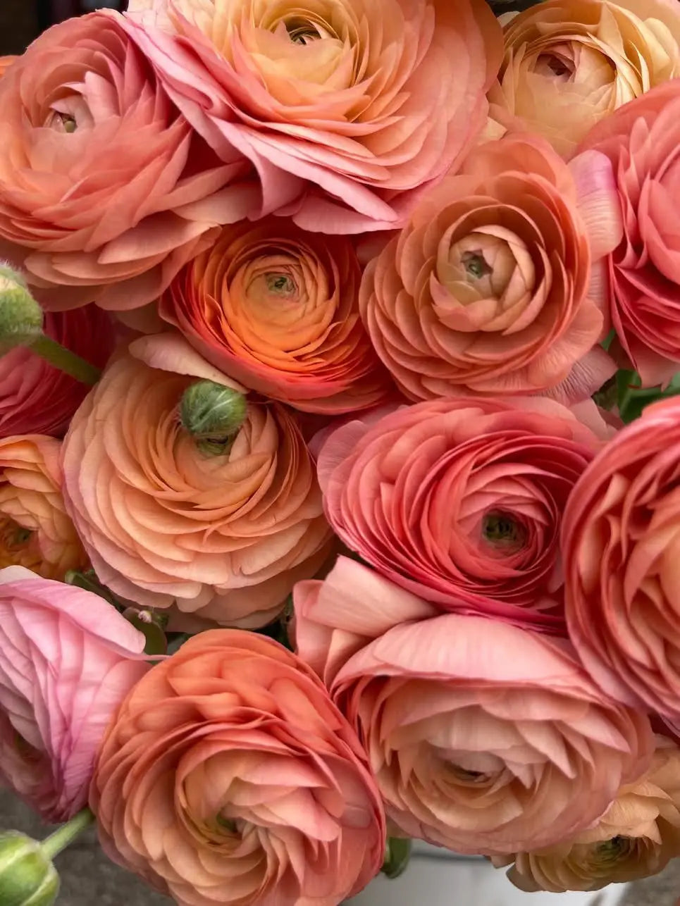 Italian Ranunculus | Azijas gundegas
