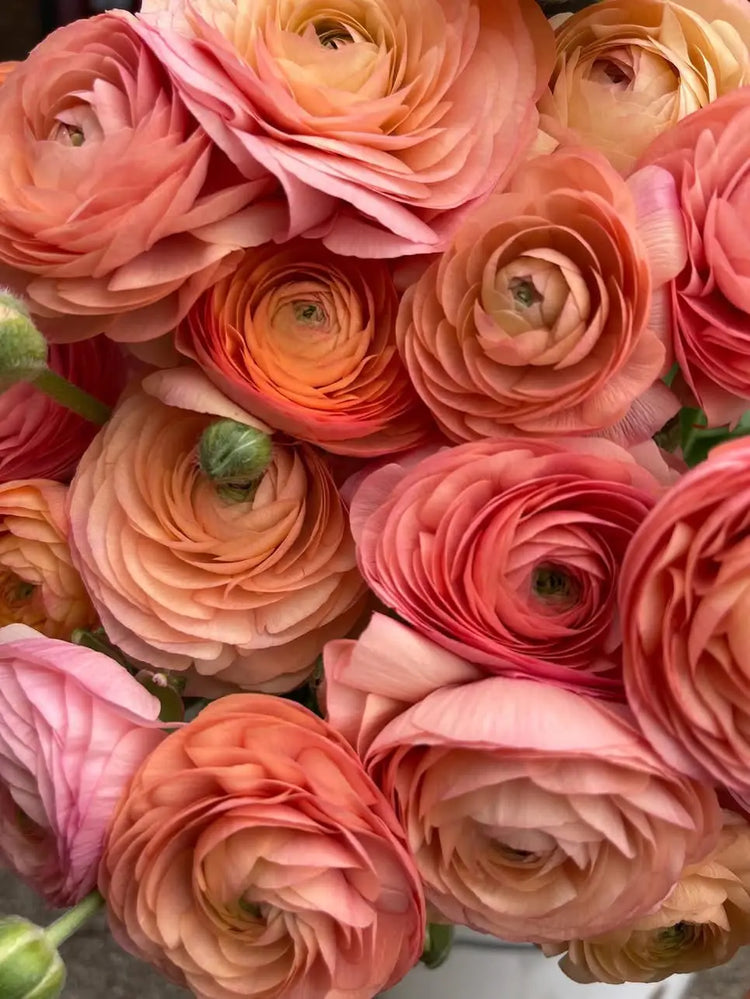 Italian Ranunculus | Azijas gundegas