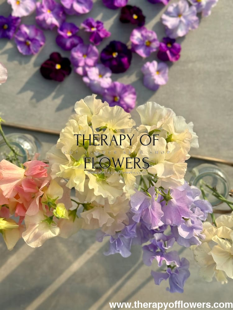 Lathyrus Odoratus | Sweet Pea Seeds