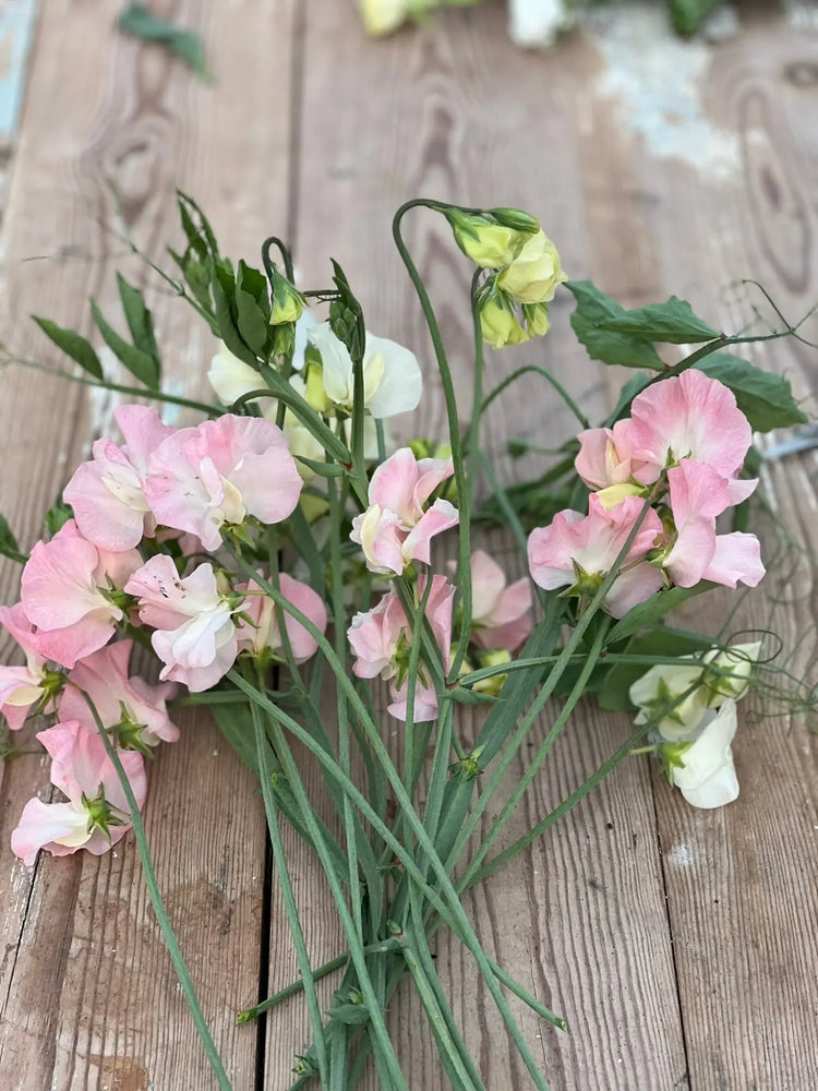 Lathyrus Odoratus | Sweet Pea Seeds