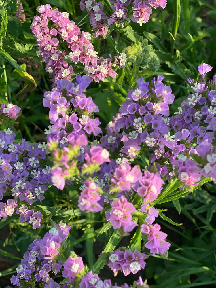 Limonium sinuatum QIS® - therapyofflowers.com