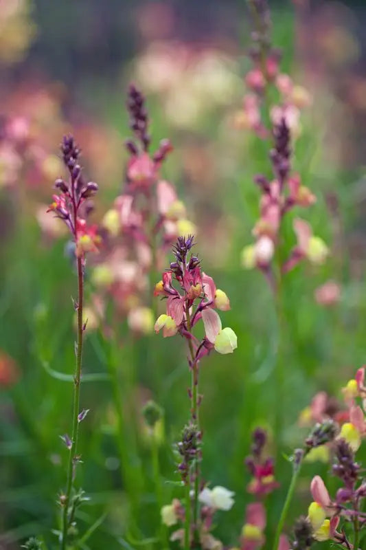 Linaria maroccana Licilia - therapyofflowers.com