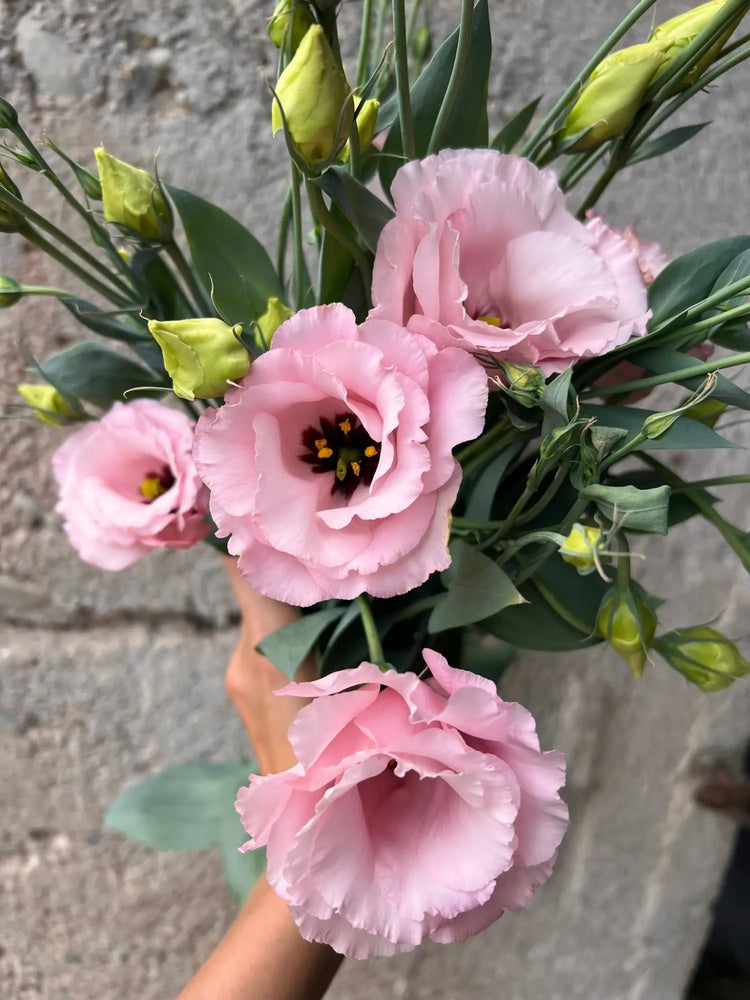Lisianthus Arena