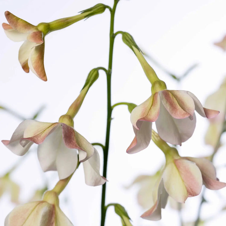 Nicotiana | Tobacco Plant - therapyofflowers.com