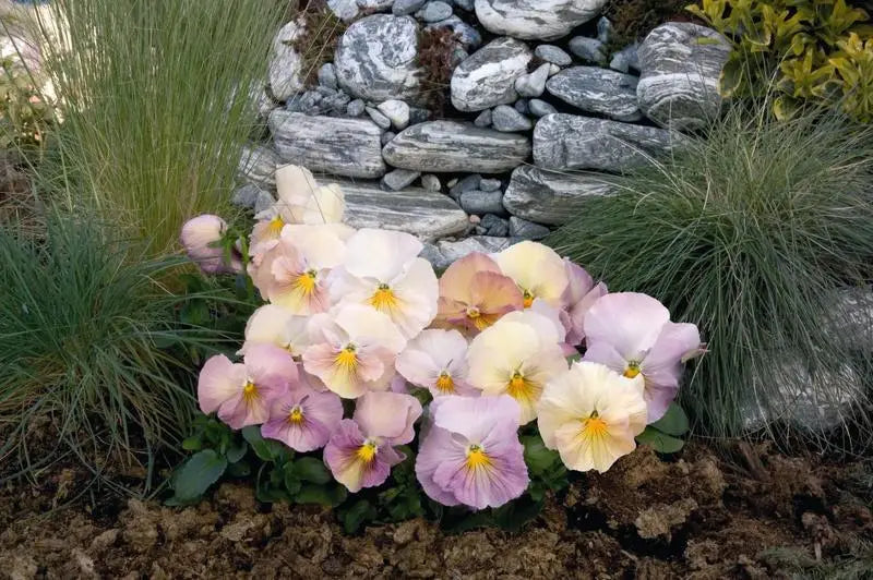 Pansy seeds Inspire® | Viola x wittrockiana