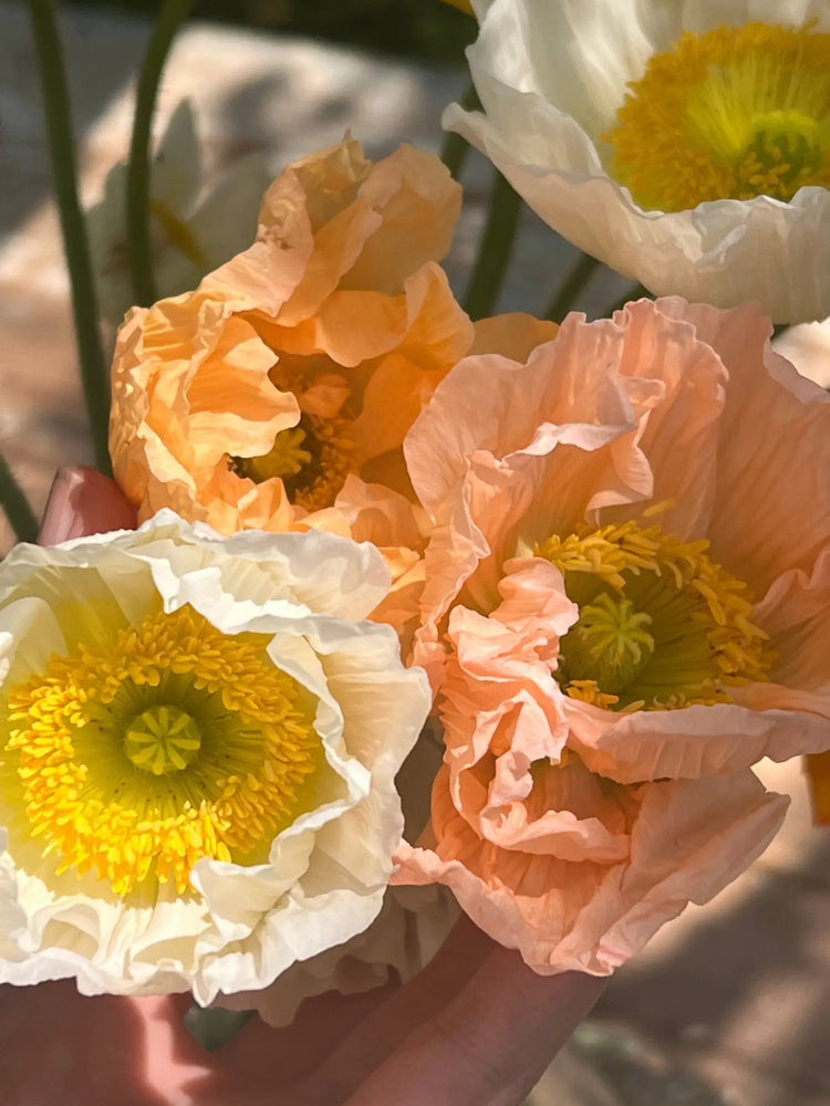 Papaver | Iceland Poppy | Poppies - therapyofflowers.com