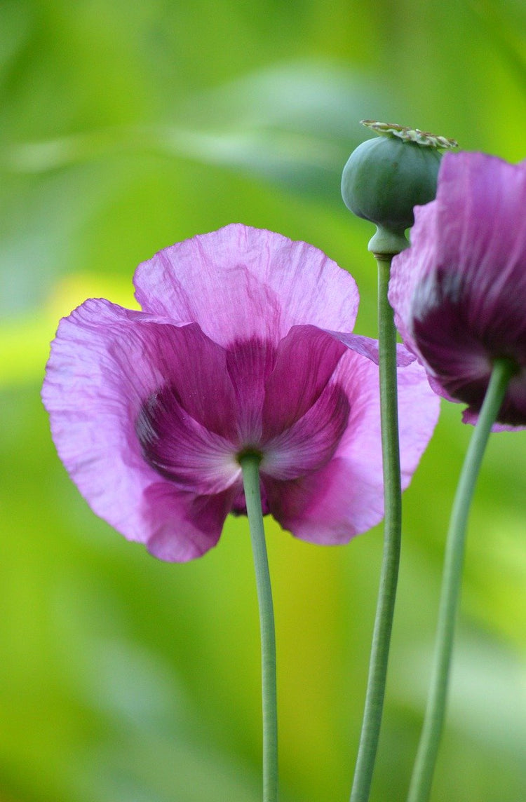 Papaver Somniferum | Breadseed Poppies | Opium Poppy