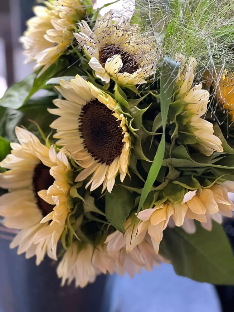 Premium Sunflowers | Helianthus annuus