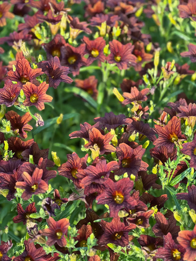 Salpiglossis Sinuata | Painted Tongue | Vibrant, Exotic Blooms for Your Garden