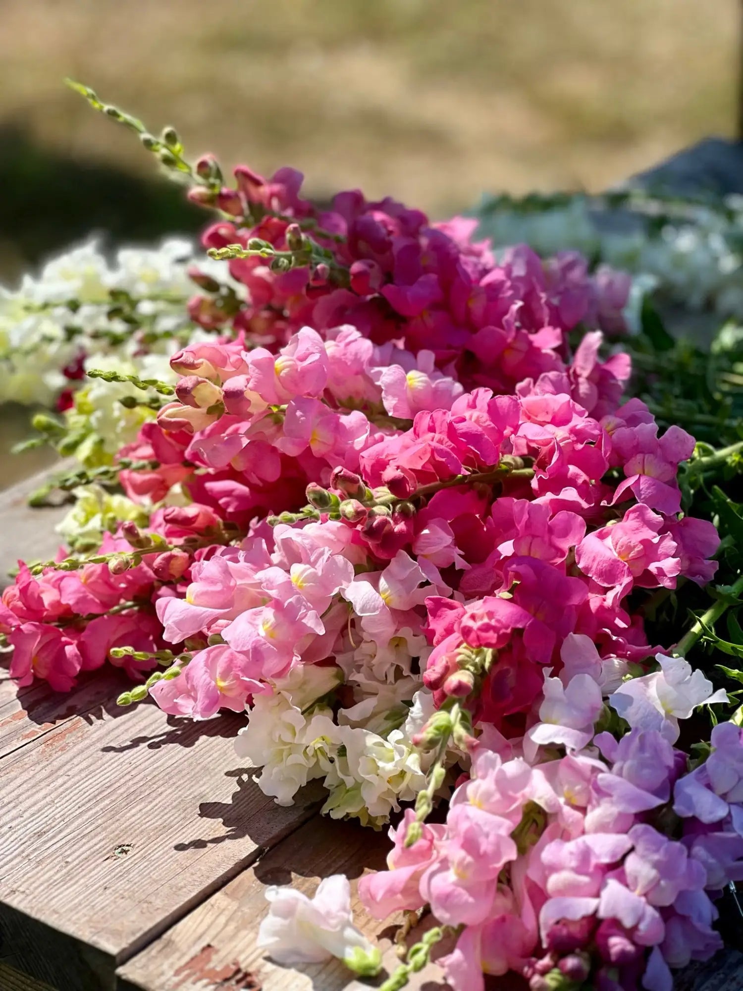 Shop all Snapdragon | Antirrhinum majus