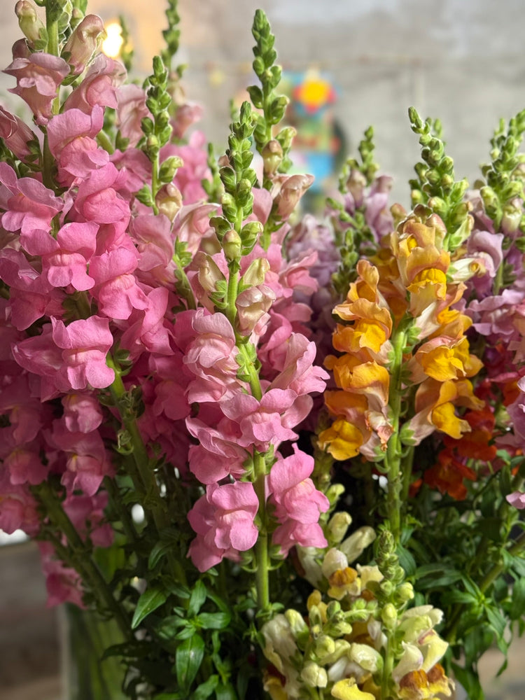 Avignon Snapdragon Series – Formerly Costa Series